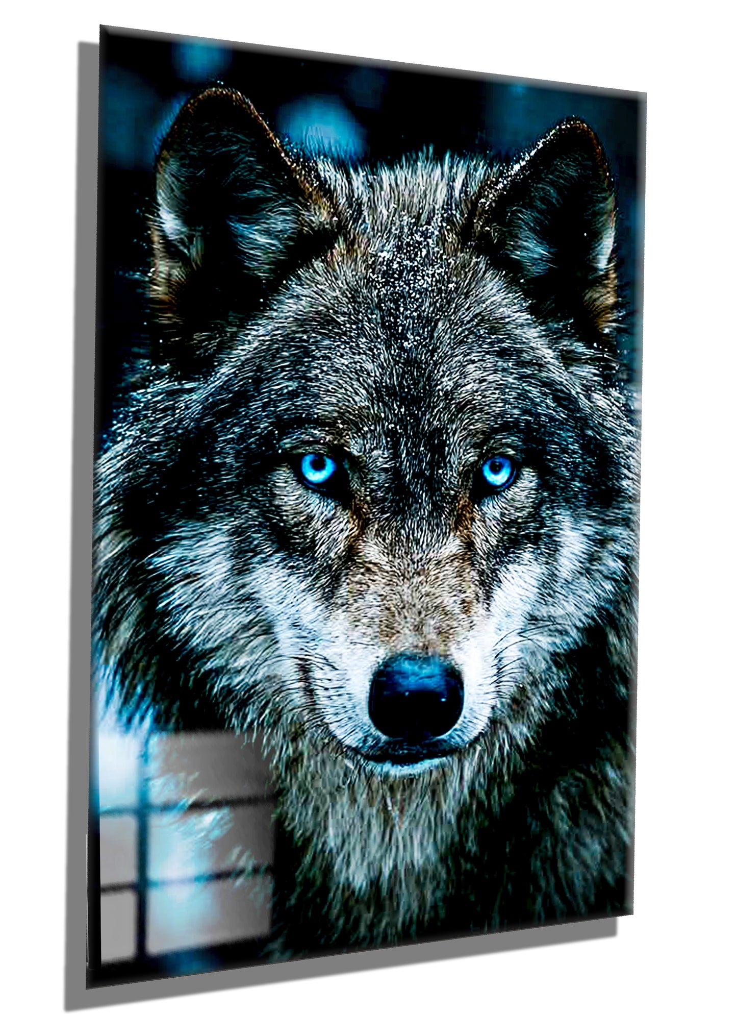 Siberian husky